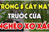 3 loại cây trồng trước cửa nhà nào nhà đó nghèo khổ: Đó là cây gì?