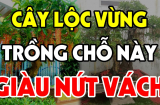 Cây lộc vừng mang vận may vào nhà: Trồng ở vị trí này cuối năm tiền vào như nước