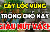 Trồng cây Lộc Vừng trước cửa nhà có tốt cho phong thủy gia đình không?