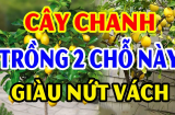 Trồng cây Chanh trước cửa nhà có tốt cho phong thủy gia đình không?