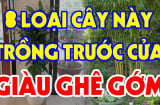 Các cụ có câu: 3 loại cây đệ tử Thần Tài trồng trước nhà nào, nhà đó cực kỳ giàu có