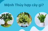 9 cây cảnh phong thủy cực hợp cho người mệnh Thủy