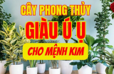 8 loại cây phong thủy cực hợp với người mệnh Kim: Càng trồng càng giàu có