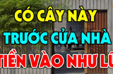 Người giàu thích đặt 4 loài cây này trước cửa, tiền của sẽ không ngừng chảy vào nhà