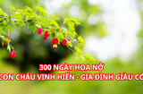 Trồng cây đèn lồng trước nhà có ý nghĩa gì, vì sao người xưa khuyên nên trồng cây này trước nhà?