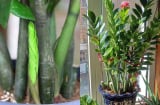 3 điều cần tránh khi trồng cây kim tiền để luôn xanh tươi, hút tài lộc cho gia chủ