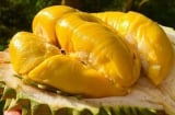 Sầu riêng cái hay đực ngon hơn? Bí quyết chọn sầu riêng chuẩn không cần chỉnh
