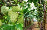 Tại sao người xưa lại nói 'Trẻ trồng na già trồng chuối', đó có phải chỉ là kinh nghiệm trồng cây?