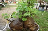 Trồng 2 cây cảnh “xấu lạ” này, nhưng mang ý nghĩa tốt lành, càng sống lâu càng có giá