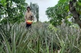 Trồng chung 2 loại cây ăn trái trong ruộng, thu hoạch bội thu, ông nông dân Hậu Giang đổi đời