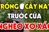 Trước nhà trồng 3 cây này, nhà tan cửa nát, trồng sau nhà trấn giữ của cải, giàu có: Đó là cây gì?