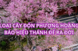 Loại cây huyền thoại có nhiều ở Huế, cây quý trong hoàng thành gắn với truyền thuyết thân phận phượng hoàng. Là cây gì?