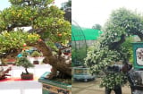 Từ cây dại hoá bonsai tiền tỷ với sức hút khó cưỡng, được ví như ‘hòn ngọc Viễn Đông’