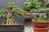 Loại cây bonsai đang ‘làm mưa làm gió’ trong giới yêu cây cảnh: Toả hương diệu kỳ, mang lại may mắn