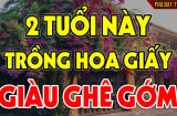 Người thuộc 2 tuổi này trồng hoa giấy, hoa nở tiền về, 3 đời hưởng phước