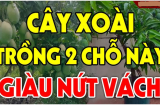 Trồng xoài vị trí này giàu nứt vách: Đó là chỗ nào?