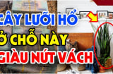 Cây Lưỡi hổ đuổi tà ma, hút tài lộc đừng trồng linh tinh: Đặt vị trí này tiền vào, nhà giàu thường làm