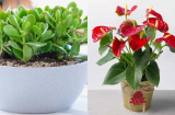 7 cây phong thuỷ để bàn may mắn nhất giúp hút tài, đón lộc, công việc thuận buồm xuôi gió