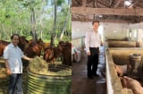 Bí quyết ‘siêu lợi nhuận’ từ trang trại bò độc đáo: Ông lão U80 thu 10 tỷ đồng/năm nhờ cách nuôi ‘không giống ai’