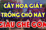 Cây hoa giấy ngăn chặn điềm xấu hút tài lộc nhưng đừng trồng linh tinh: Chúng chỉ hợp với người thuộc mệnh này