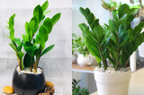 Cây kim tiền gọi tài lộc nhưng không được trồng bừa bãi: 2 người này nên tránh trồng kẻo gặp rắc rối