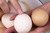 Khi mua trứng, nên chọn trứng đỏ hay trứng trắng? Nghe chủ trang trại hé lộ điều bất ngờ