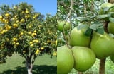 Trồng cây bưởi trước nhà có ý nghĩa gì? Ai trồng cây bưởi nhớ lưu ý điều này tránh đại kỵ phong thủy