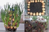 Trồng hành lá theo 2 cách đơn giản này, vừa đẹp, lại có hành ăn quanh năm