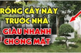 Tổ tiên dặn: Nghèo mấy cũng đừng chặt bỏ 3 cây này, càng để càng trấn giữ của cải