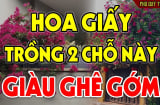 Trước nhà trồng cây Hoa Giấy có tốt cho phong thủy gia đình không?