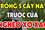 5 loại cây, 3 loại quả trồng ở nhà nào nhà đấy nghèo, mất lộc: Về xem nhà bạn có không?