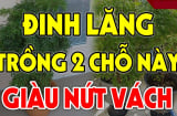 Cây Đinh Lăng hút tài lộc đừng trồng linh tinh: Đây mới là vị trí giúp gia chủ tiền vào như nước