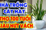 Vào nhà thấy 3 chỗ có 3 cây xanh, gia đình giàu có khỏe mạnh, là cây gì- nơi nào?