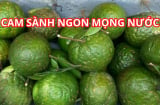 Cam sành vào mùa, chủ vườn mách mẹo chọn cam chuẩn ngon mọng nước không khô