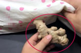 Đặt một củ gừng ở đầu giường, lợi đủ đường, cả nam và nữ đều cần