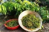 Loại rau dại xưa ăn chống đói, mọc la liệt ở vùng Đồng Tháp Mười, nay trở thành món ăn sang trọng