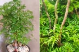 Người Mệnh nào hợp trồng cây đinh lăng? Ý nghĩa phong thủy của cây đinh lăng