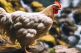 Vận may cuối năm ‘bùng nổ’: 2 con giáp này sẽ giàu sụ nhờ cát tinh chiếu mệnh