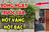 Gia chủ nên trồng cây gì trước cửa nhà để hút tiền bạc vào nhà không ngừng nghỉ?