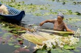 Người dân Cà Mau đua nhau lội đồng nhổ loài hoa dại này, bán làm rau đặc sản, vạn người mê