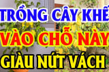 Trồng khế ở vị trí này hút tài lộc vào nhà: Đại gia nào cũng có 1 cây