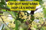 Tại sao người xưa nói trồng cây mộc hương hợp với cả 5 mệnh, cây quý như vàng, gia đình nào cũng nên trồng?