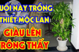 Ai thuộc 2 mệnh này trồng cây Thiết Mộc Lan gấp đôi lộc lá, tiền của phủ phê