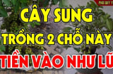 Cây sung ý nghĩa sung túc, thịnh vượng đừng trồng linh tinh: Trồng vị trí này con cháu đời đời sung túc