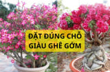 Trồng cây hoa sứ phải lưu ý điều này, hoa nở quanh năm thu hút tài lộc giàu có, chớ dại đặt linh tinh