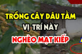 Trước cổng có cây này hỏng tiền tài, ai đang có phải chặt bỏ ngay