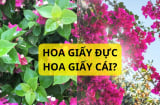 Tại sao lại có cây hoa giấy 'đực' cây hoa giấy 'cái'? Trồng cây hoa giấy nhất định phải biết điều này