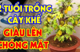 Tuổi nào mệnh nào trồng cây khế là tốt nhất? Vận khí đi lên, Tiền - Tài ập đến