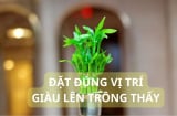 Vị trí tốt nhất trồng cây trúc phú quý để phát tài giàu có tình duyên yên ấm