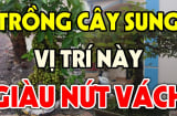 Trồng cây sung trước hay sau nhà để Phúc - Lộc đề huề, con cháu giàu to?